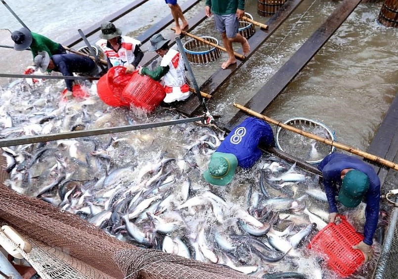 Cá tra là sản phẩm có lợi thế của vùng Đồng bằng sông Cửu Long. Cá tra là sản phẩm có lợi thế của vùng Đồng bằng sông Cửu Long.