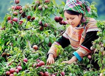 Cao nguyên Mộc Châu: Điểm đến thiên nhiên thu hút du khách