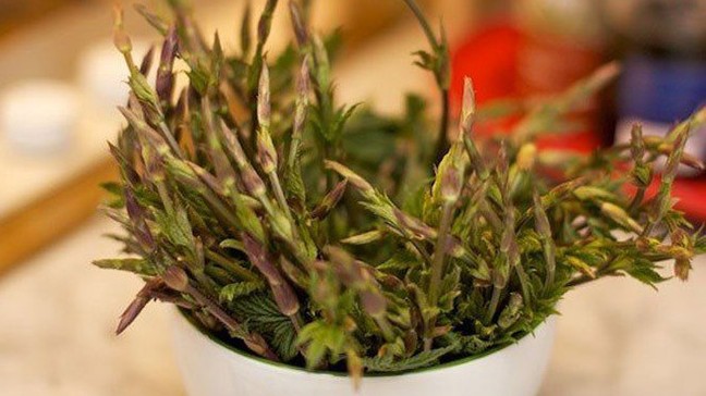 Chồi hoa bia có gì đặc biệt mà giá đắt đỏ nhất thế giới?