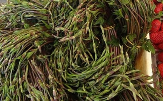 Chồi hoa bia có gì đặc biệt mà giá đắt đỏ nhất thế giới?