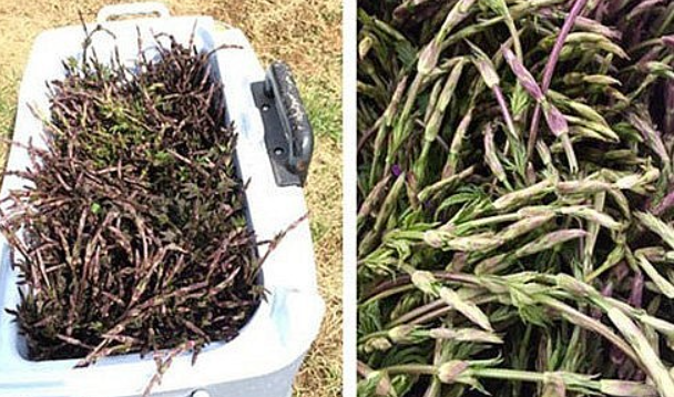 Chồi hoa bia có gì đặc biệt mà giá đắt đỏ nhất thế giới?