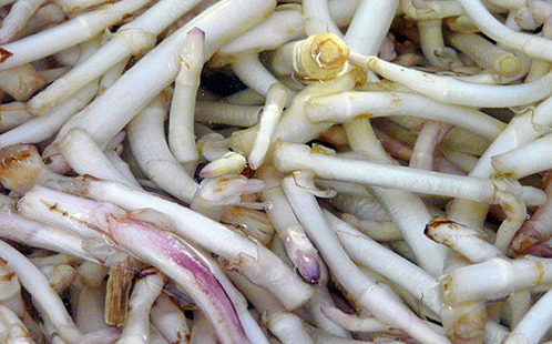 Chồi hoa bia có gì đặc biệt mà giá đắt đỏ nhất thế giới?