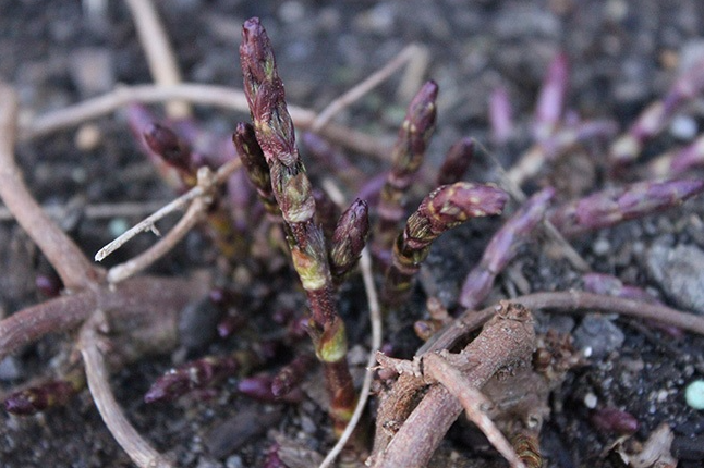 Chồi hoa bia có gì đặc biệt mà giá đắt đỏ nhất thế giới?