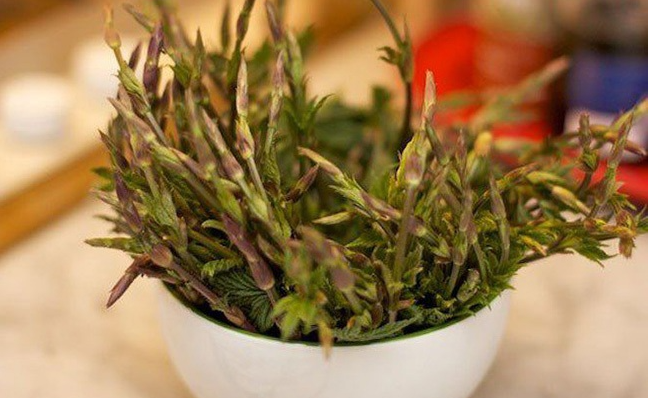 Chồi hoa bia có gì đặc biệt mà giá đắt đỏ nhất thế giới?