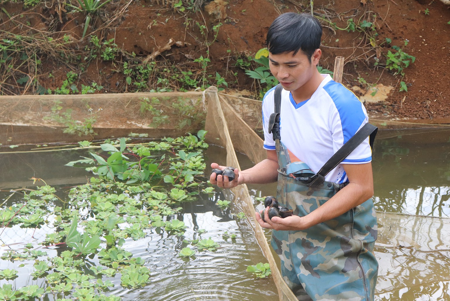 Nuôi con sáng nổi lên mặt nước, 8x vùng biên lãi 40 triệu đồng mỗi tháng