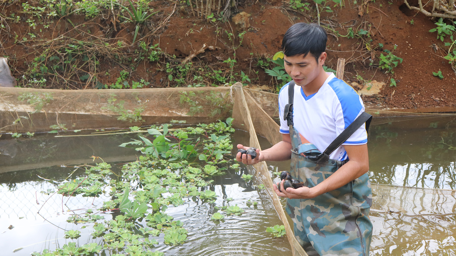 Anh Huỳnh Ngọc Hội thường xuyên đến thăm ao nuôi ốc nhồi của mình