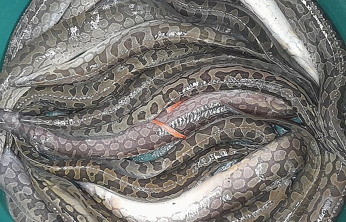 Chạch lấu là đối tượng nuôi cho giá trị kinh tế cao. Ảnh: Việt Khánh.