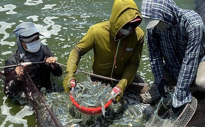 Đặc thù thời tiết khắc nghiệt, dịch bệnh liên miên khiến người nuôi tôm ở Hà Tĩnh và các tỉnh phía Bắc gặp nhiều khó khăn. Đặc thù thời tiết khắc nghiệt, dịch bệnh liên miên khiến người nuôi tôm ở Hà Tĩnh và các tỉnh phía Bắc gặp nhiều khó khăn.