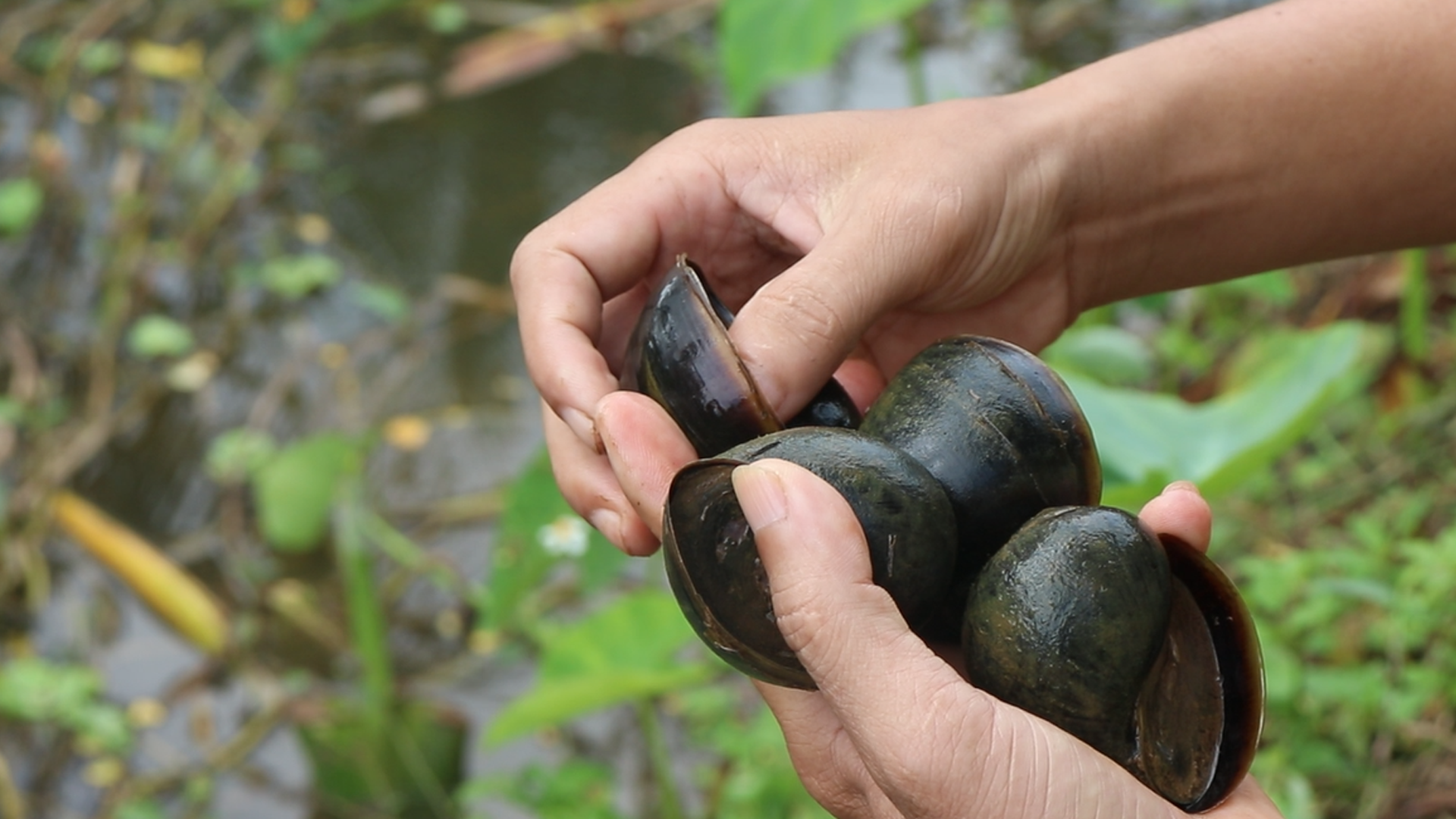 Ốc thương phẩm được anh tiêu thụ đến khắp các tỉnh thành lân cận