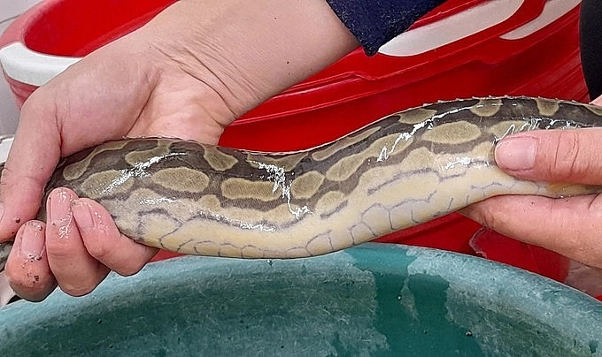 Kích cỡ chạch lấu càng lớn, giá trị mang lại càng cao. Ảnh: Việt Khánh.