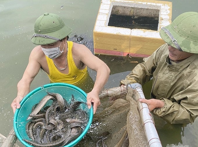 Việc du nhập đối tượng nuôi mới tưởng chừng như mạo hiểm nhưng thực tế đã cho tín hiệu rất tích cực. Ảnh: Việt Khánh.