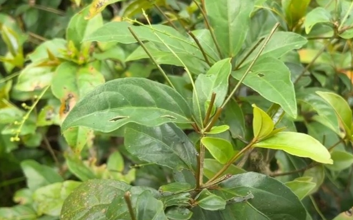 Loại lá mọc bờ rào là đặc sản chỉ có ở Phú Yên, muốn mua cũng cực khó