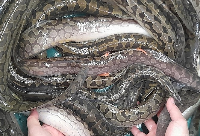 Cá chạch lấu phát triển tốt tại Nghệ An, nơi có điều kiện khí hậu khá khắc nghiệt. Ảnh: Việt Khánh.