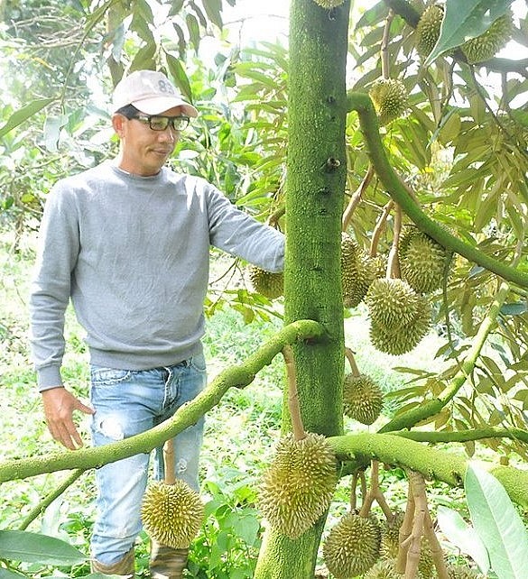 Nhiều diện tích sầu riêng của người dân xã Đắk Nia (Gia Nghĩa) áp dụng kỹ thuật chăm sóc theo tiêu chuẩn VietGAP.