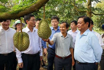 Xuất khẩu sầu riêng sang Trung Quốc đóng hay mở tùy thuộc vào các địa phương và doanh nghiệp