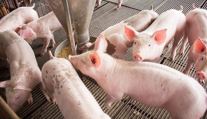 Giá heo hơi hôm nay tiếp tục biến động, một số địa phương tăng thêm 2.000 đồng/kg.