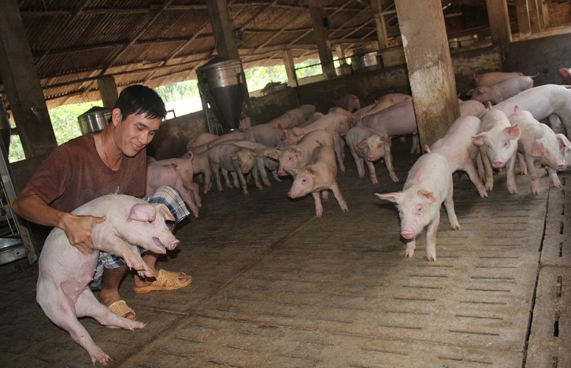 Nhiều ý kiến đề xuất trước mắt xuất khẩu tiểu ngạch sang Trung Quốc cũng giải quyết khó khăn cho người chăn nuôi heo.