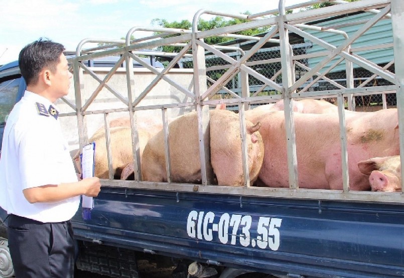 Với mức giá dưới mức 60.000 đồng/kg, giá heo tại Việt Nam đang thấp nhất so với các nước láng giềng. 