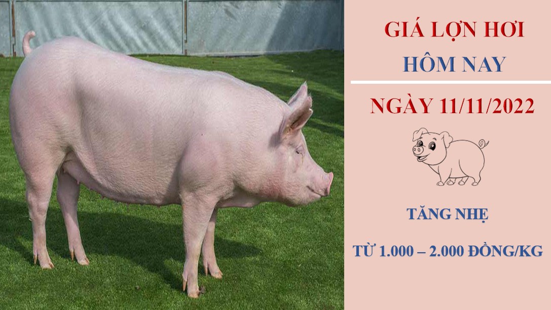Giá heo hơi hôm nay 11/11/2022: Tiếp đà tăng nhẹ từ 1.000 - 2.000 đồng/kg
