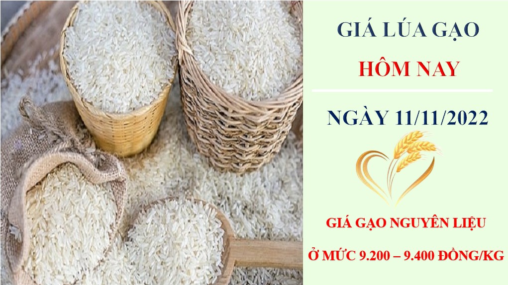 Giá lúa gạo hôm nay 11/11/2022: Giá lúa thu đông neo ở mức cao