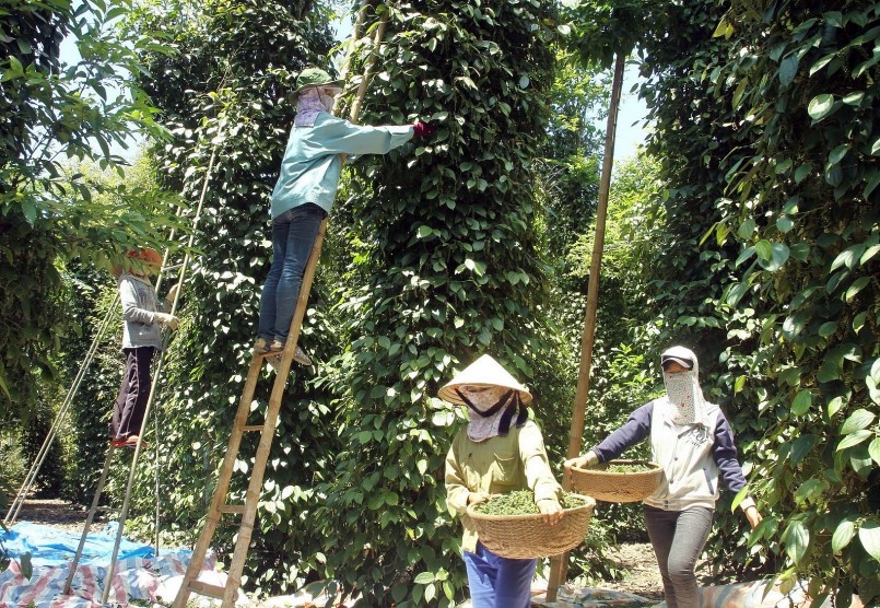 Đã một thời hồ tiêu Việt Nam khiến cả thế giới kinh ngạc về sự phát triển mạnh mẽ. 