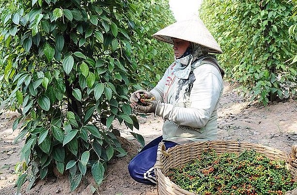 Hồ tiêu Việt Nam vẫn đang loay hoay tìm đường trở lại thời hoàng kim.