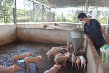 Người nuôi cần thận trọng khi tái đàn heo, kẻo “mất cả chì lẫn chài”
