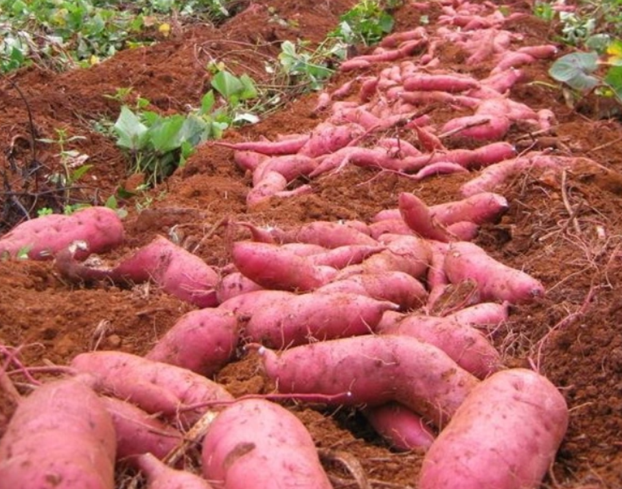 9 tháng năm 2022, kim ngạch xuất khẩu khoai lang của Việt Nam đạt khoảng 39 triệu USD