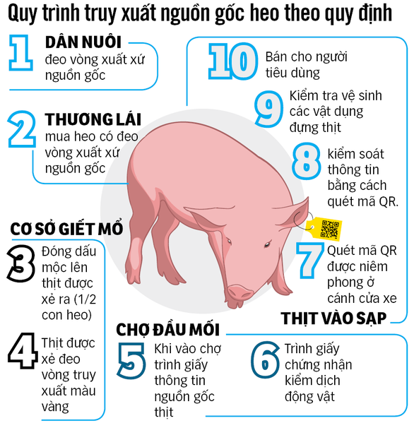 Quy trình truy xuất nguồn gốc heo theo quy định - Đồ họa: N.KH.