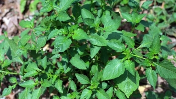 Cây dại xưa cho lợn ăn giờ thành đặc sản, giá 85.000 đồng/kg không có mà bán