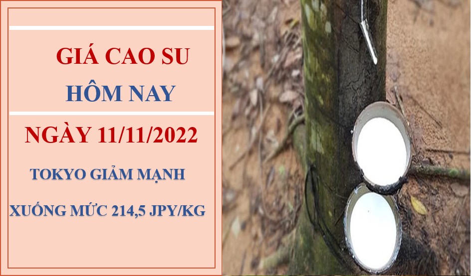 Giá cao su hôm nay 11/11/2022: Giảm mạnh tại thị trường Nhật Bản