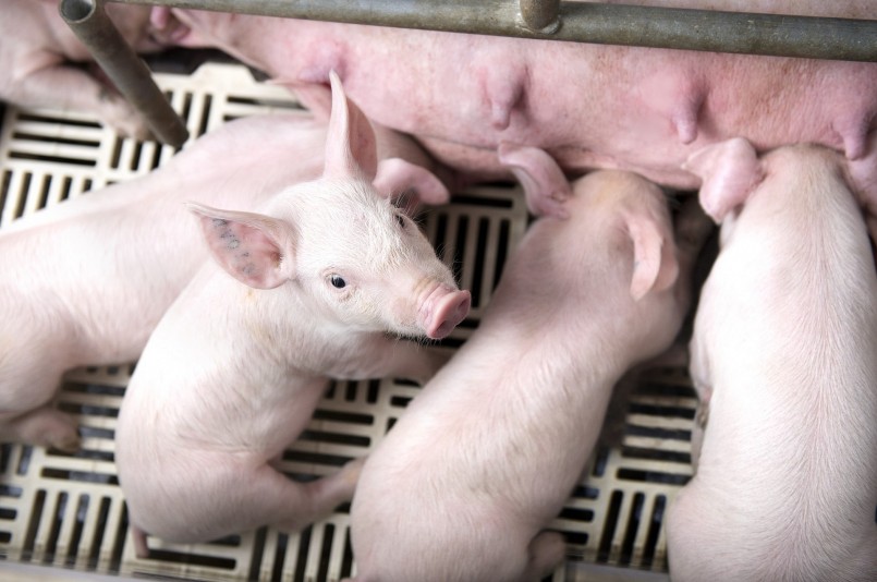 Thực tế giá heo hơi tại Việt Nam vẫn chưa đạt mức 60.000 đồng/kg, mức giá được coi là thấp nhất trong khu vực. 