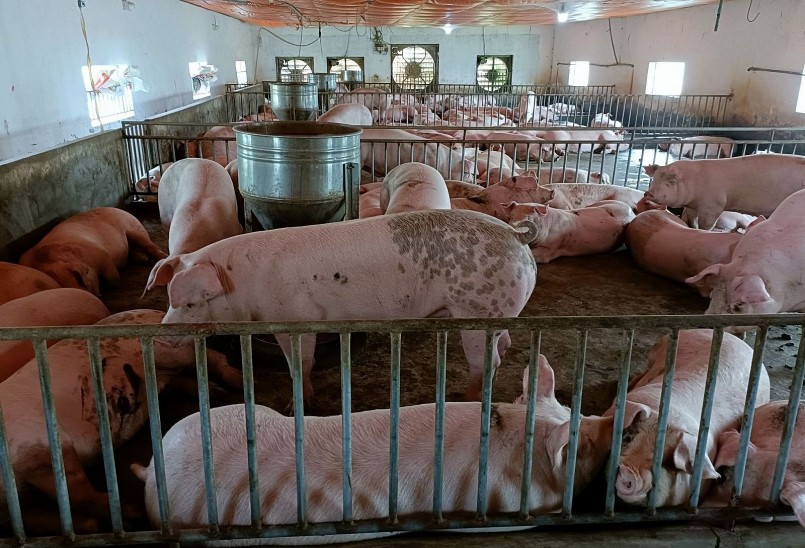 ), giá thịt heo ở Việt Nam đang khó cạnh tranh với các nước khác.