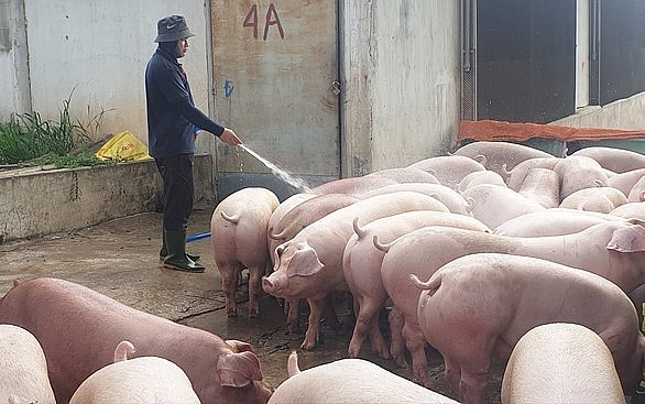 Người nuôi heo trong nước đang chật vật vì thua lỗ.