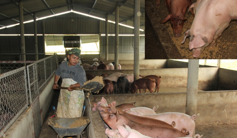 ăn thức ăn vi sinh nên thịt lợn từ trang trại anh Vương rất thơm ngon