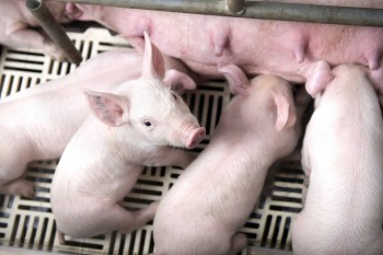 Giá heo thấp nhất khu vực, không mở đường xuất khẩu sẽ lại đi giải cứu heo