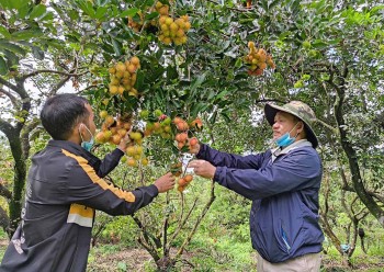 Chôm Chôm Ia Grai được cấp Giấy chứng nhận đăng ký nhãn hiệu