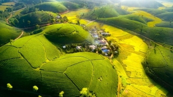 Đồi chè Long Cốc mùa này như lạc chốn bồng lai