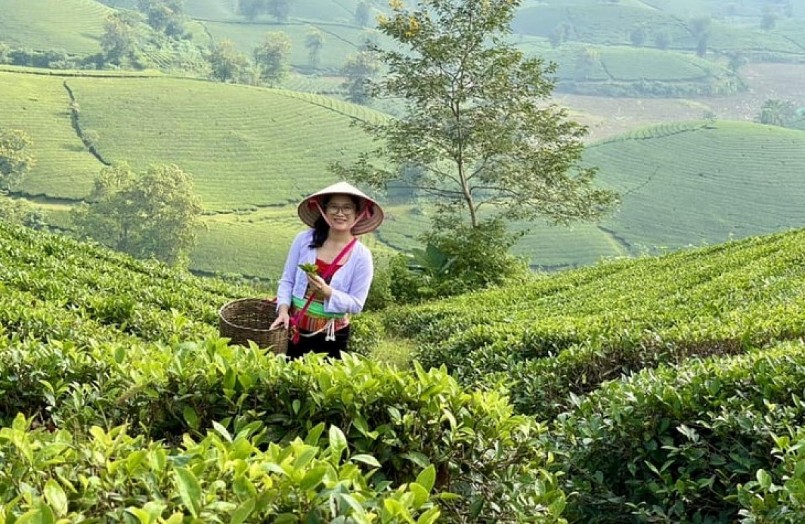 Đồi chè Long Cốc mùa này như lạc chốn bồng lai