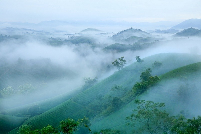 Đồi chè Long Cốc mùa này như lạc chốn bồng lai