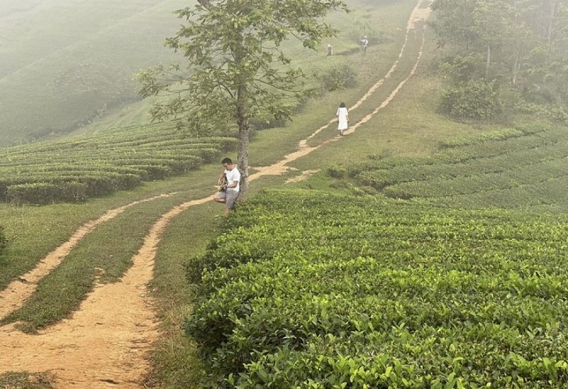 Đồi chè Long Cốc mùa này như lạc chốn bồng lai