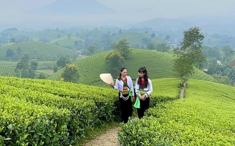 Đồi chè Long Cốc mùa này như lạc chốn bồng lai