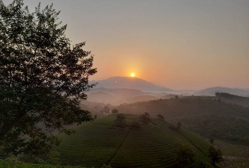 Đồi chè Long Cốc mùa này như lạc chốn bồng lai