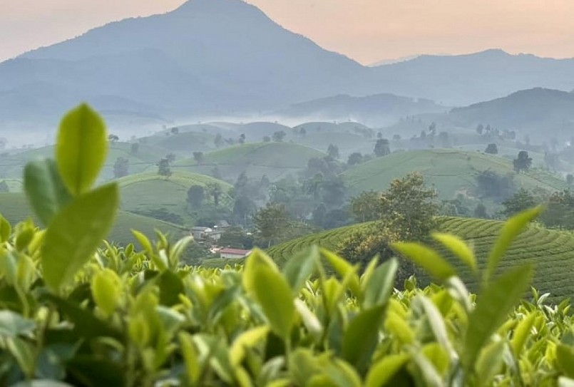 Đồi chè Long Cốc mùa này như lạc chốn bồng lai