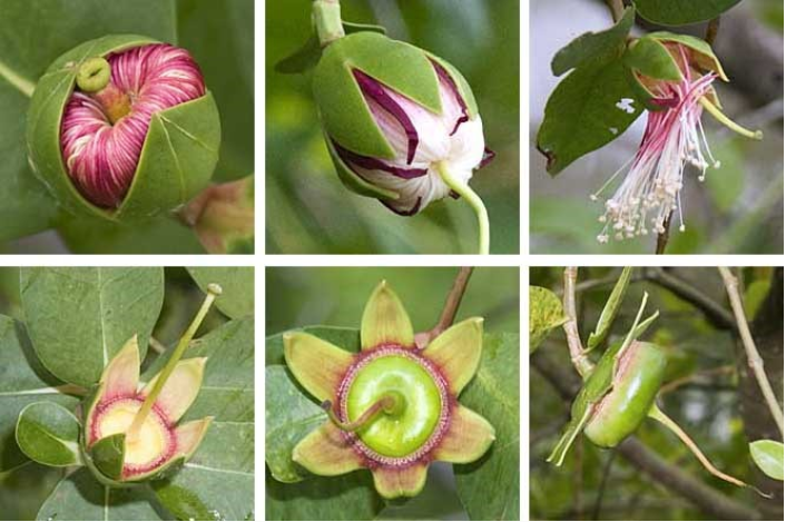 Những bông hoa tưởng không ăn được trở thành đặc sản của người miền Tây