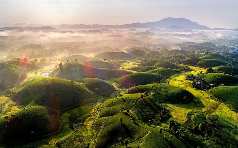 Đồi chè Long Cốc mùa này như lạc chốn bồng lai