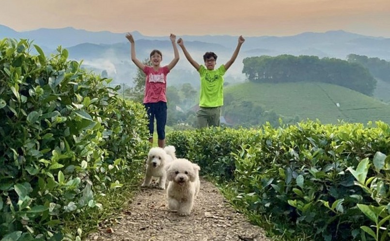 Đồi chè Long Cốc mùa này như lạc chốn bồng lai