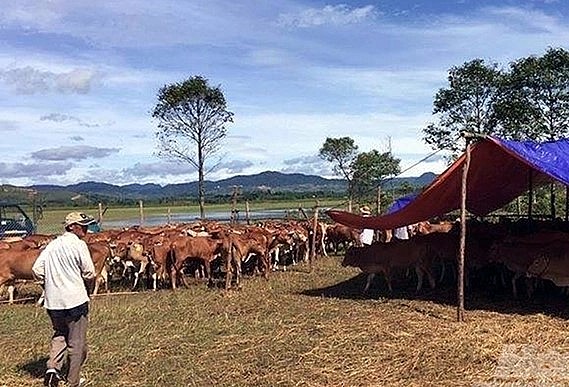 Bò vàng A Lưới là vốn quý của đồng bào vùng cao A Lưới, đồng thời là sản phẩm đặc trưng của ngành nông nghiệp Thừa Thiên - Huế. Ảnh: Công Điền.
