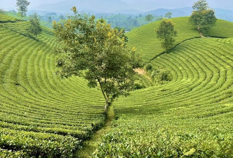 Đồi chè Long Cốc mùa này như lạc chốn bồng lai