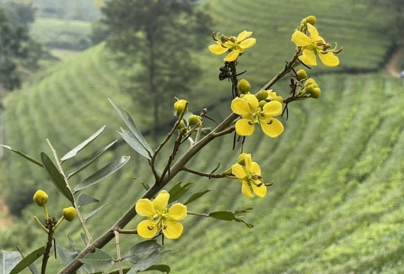 Đồi chè Long Cốc mùa này như lạc chốn bồng lai